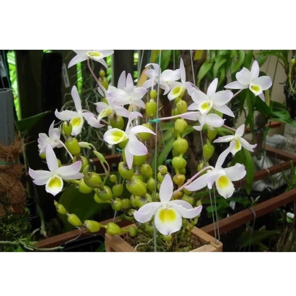 Hoa Lan  chuỗi ngọc(1 bó)