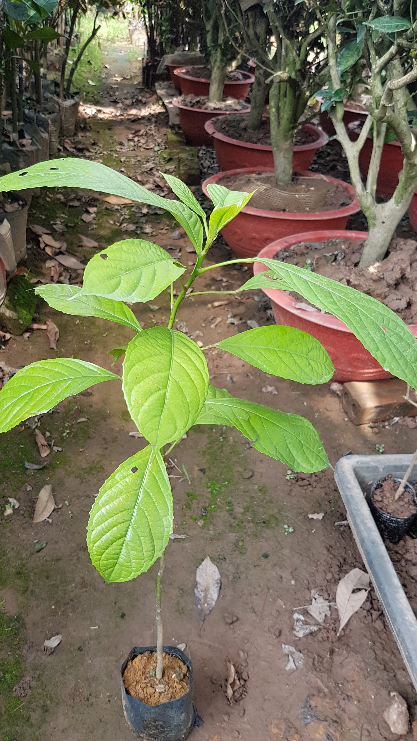 Cây dâu da đất cao 60 cm