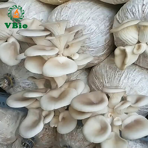 Phôi nấm sò trắng - Phôi nấm bào ngư