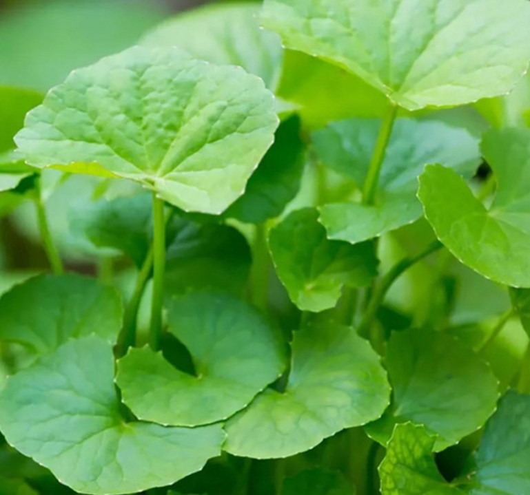 HẠT GIỐNG RAU MÁ gói 1gram