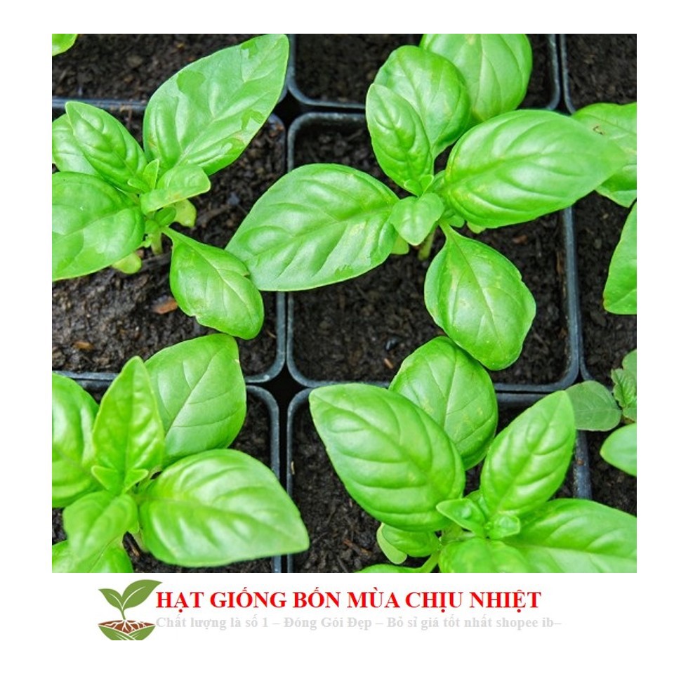 82A 100 Hạt Giống Húng Quế (Ocimum Basilicum