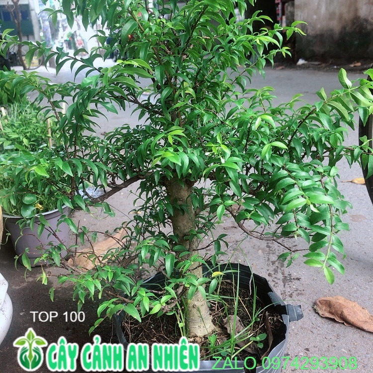 Cây Mai Chiếu Thuỷ Size Đại
