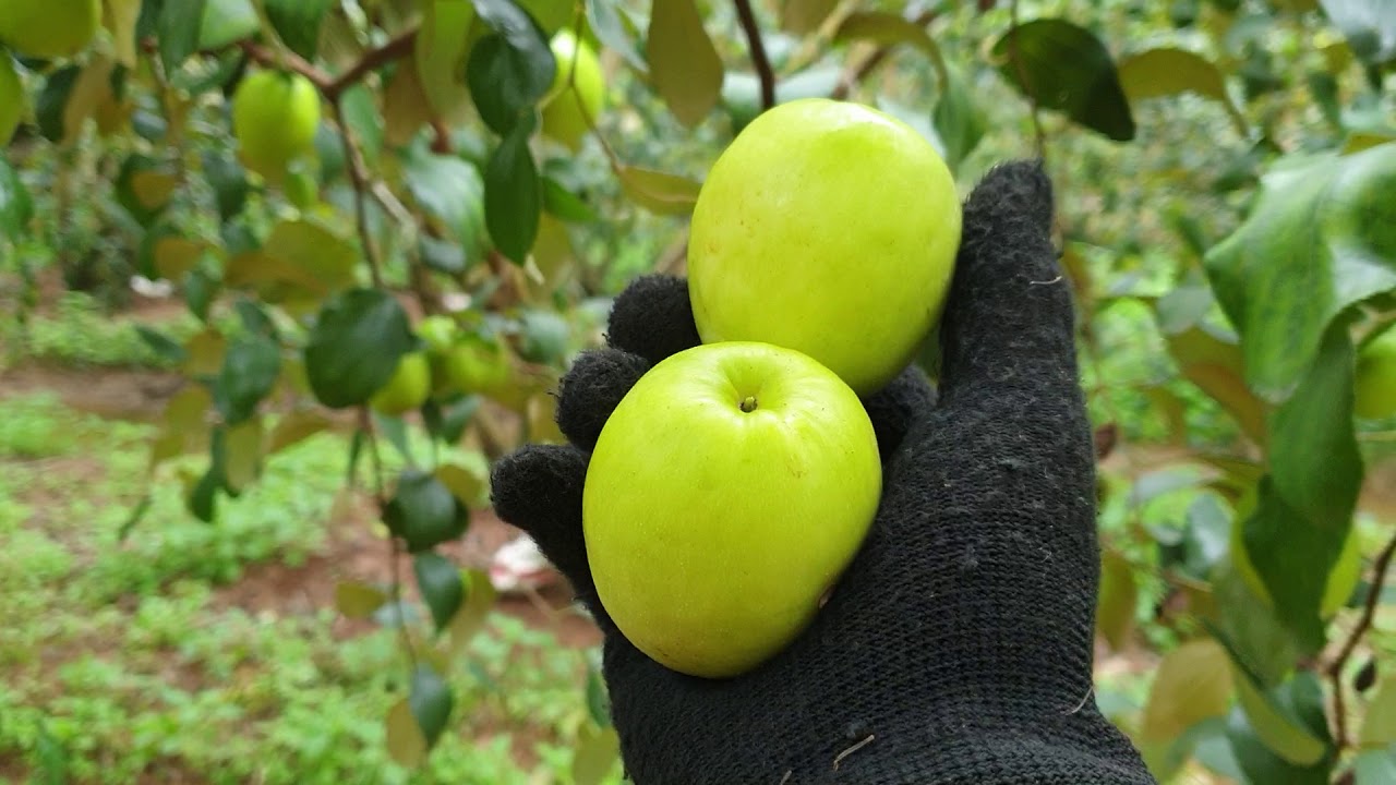 Cây táo Ngọt D28 giống mới Trái to, Ngọt năng suất cao
