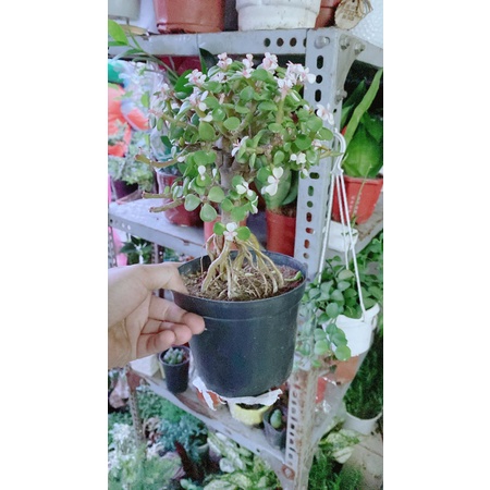 Cành Vàng Lá Ngọc