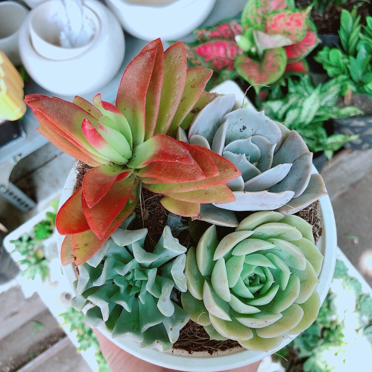 Chậu sen đá mix 4 cây lớn