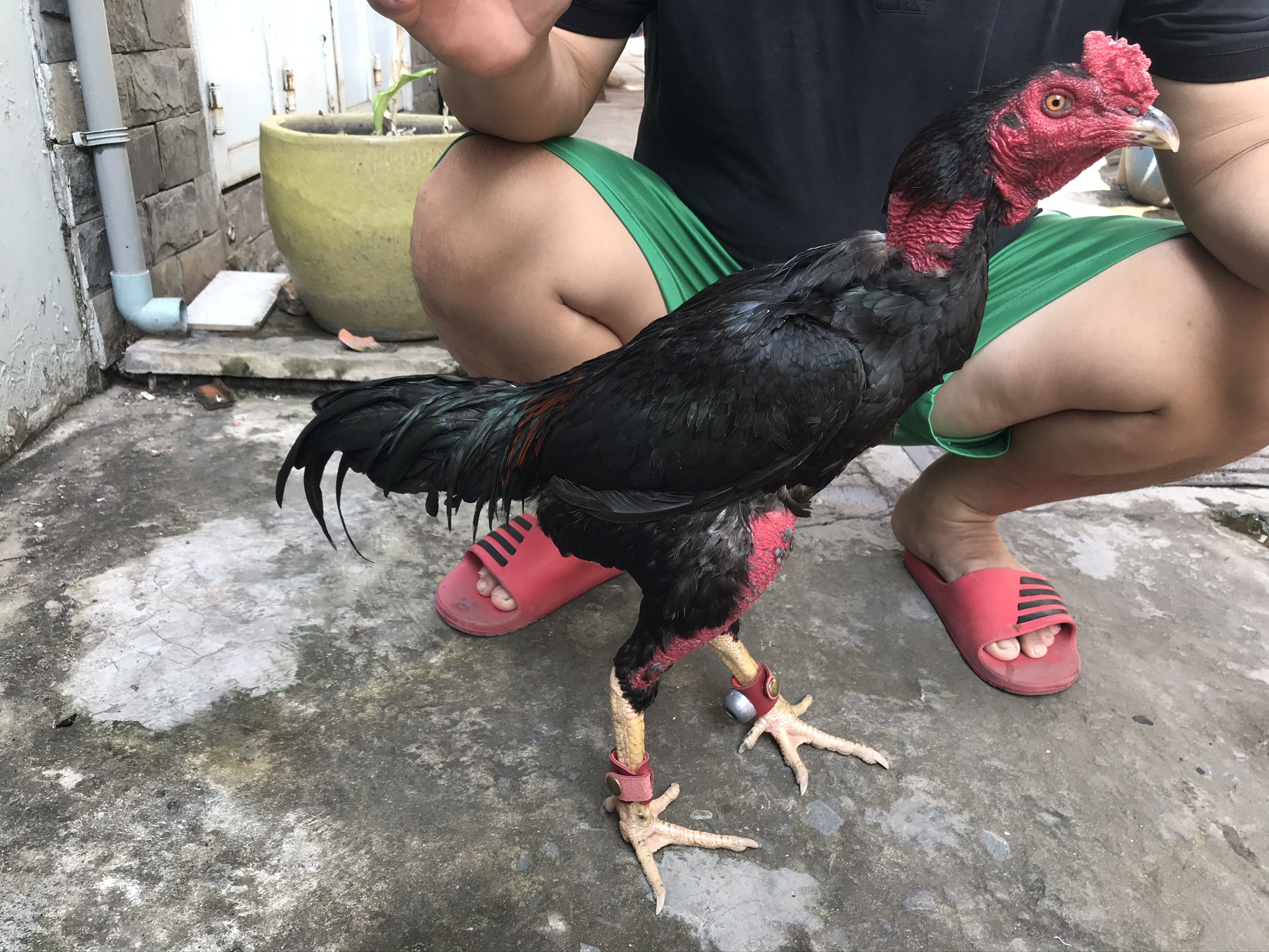 Tạ tập lực dành cho gà chọi gà đòn