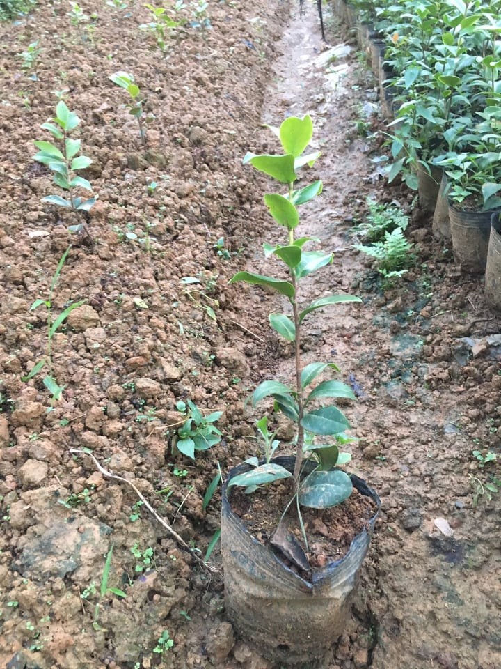 Cây hoa trà my đỏ cổ có bầu đất ra hoa tết