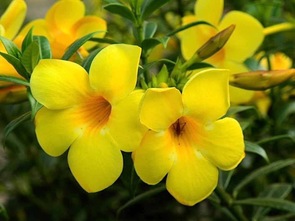 cây hoa huỳnh anh (cây trồng viền, leo giàn, hàng rào...)