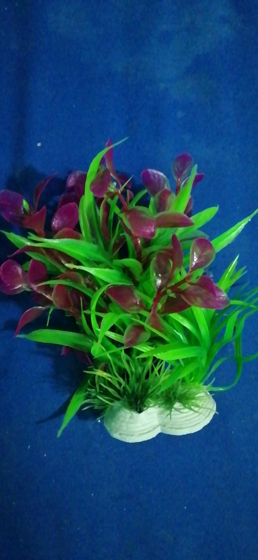 Cây trang trí bể cá nhiều màu 15cm