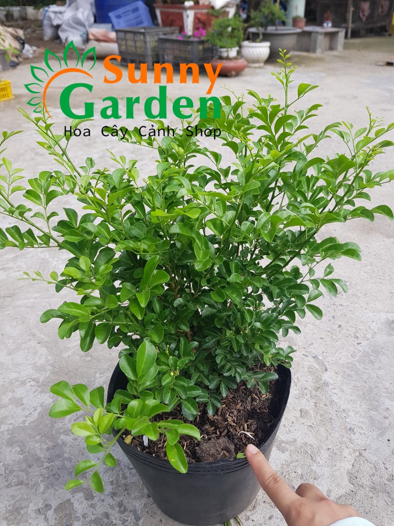 Cây Nguyệt Quế Lá Nhỏ