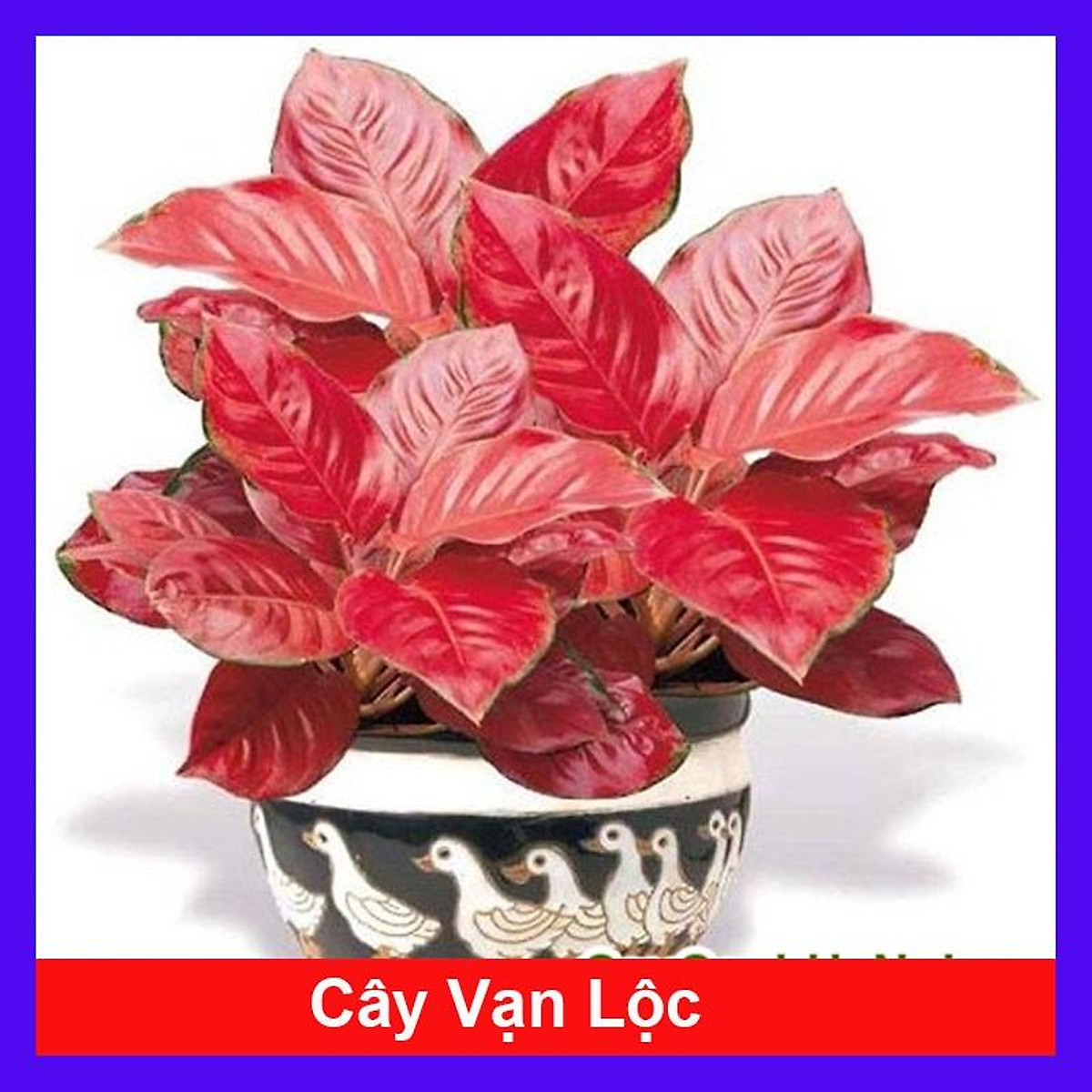 Cây vạn lộc - cây hồng phát lộc - cây cảnh để bàn