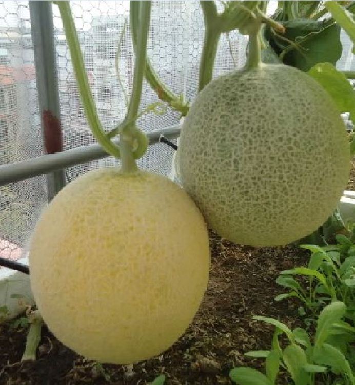 Hạt giống dưa Lưới vỏ vàng - 10 hạt/gói
