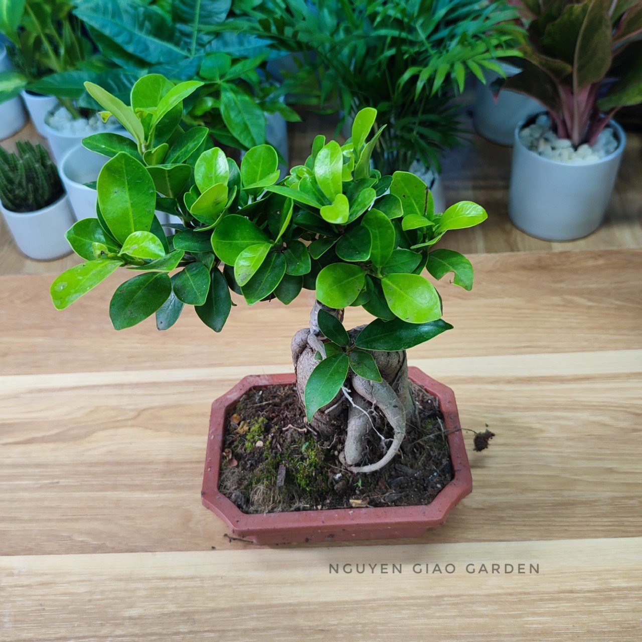 Cây si nhật bonsai chậu sứ trang trí nội thất