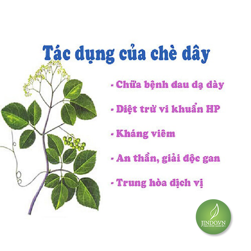 Chè dây cao bằng - lv001