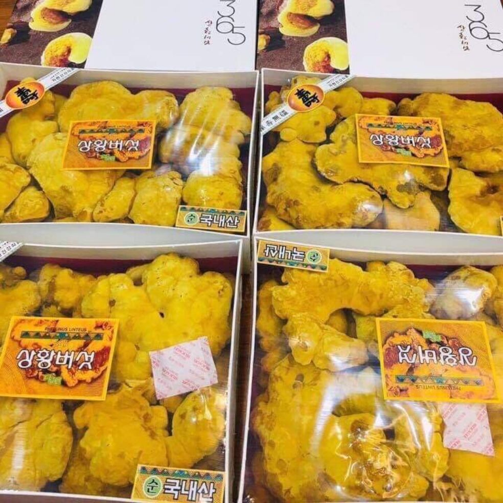 Nấm thượng hoàng hàn quốc 365 hộp 500g