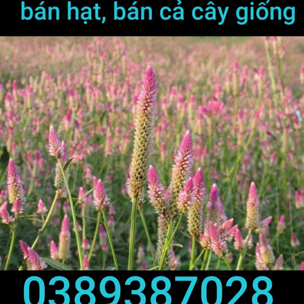 hạt cỏ mào gà hoa trắng,50 hạt