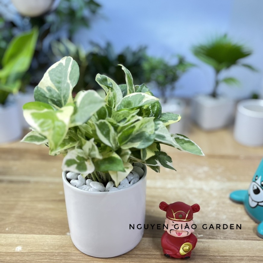 Cây trầu bà sữa chậu sứ để bàn