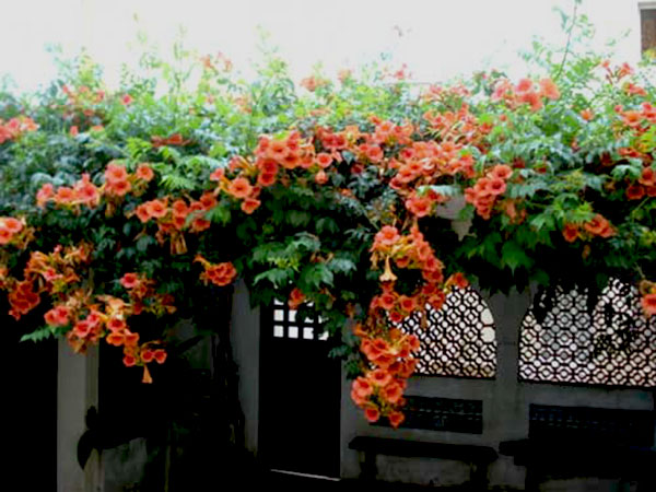Cây đăng tiêu leo giàn chống nắng - Cây leo có hoa chùm - Campsis grandiflora