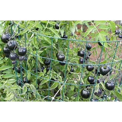 Hạt giống cà chua đen pha đỏ 5hạt/ gói