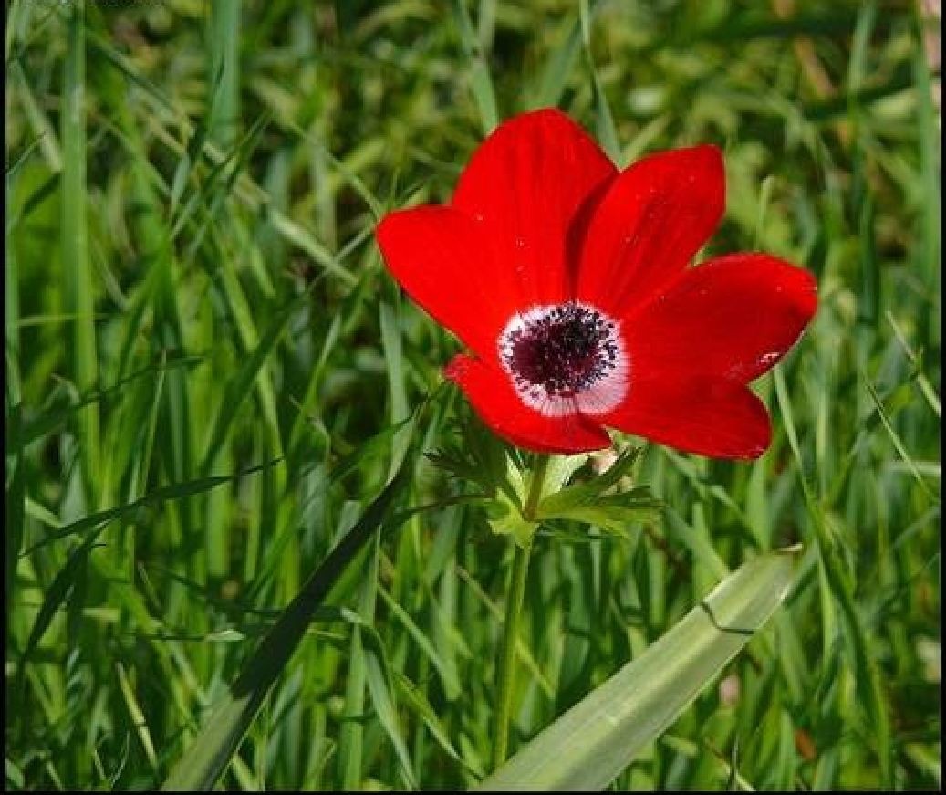 Củ giống hoa anemone hoa màu đỏ