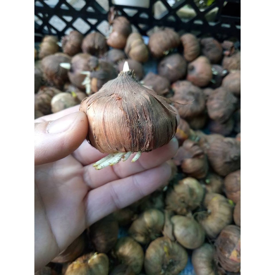 Củ giống hoa lay ơn nhiều màu - 1kg