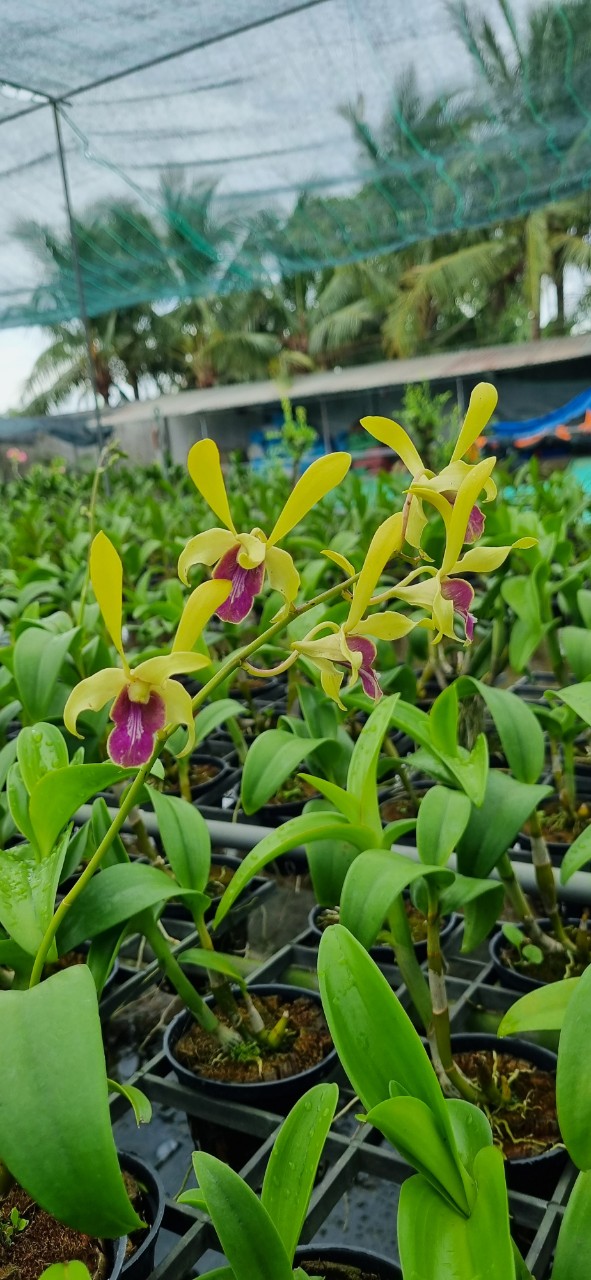 HOA LAN THỎ VÀNG LAI SING