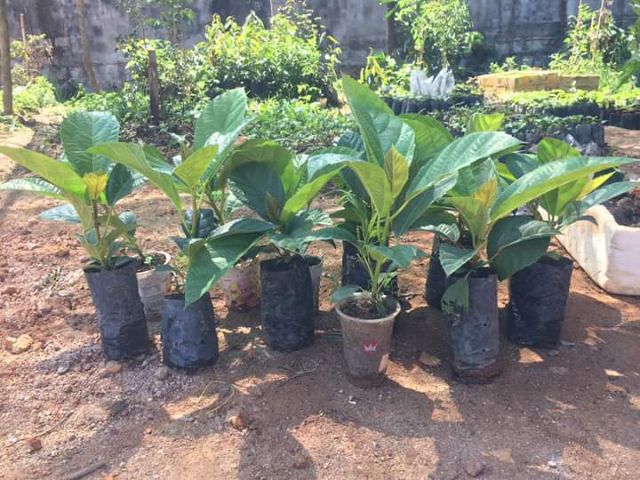 Cây Giống Vả Mật Huế 20-80cm