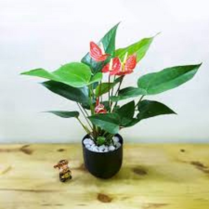 CHẬU CÂY HỒNG MÔN THÁI MÀU ĐỎ