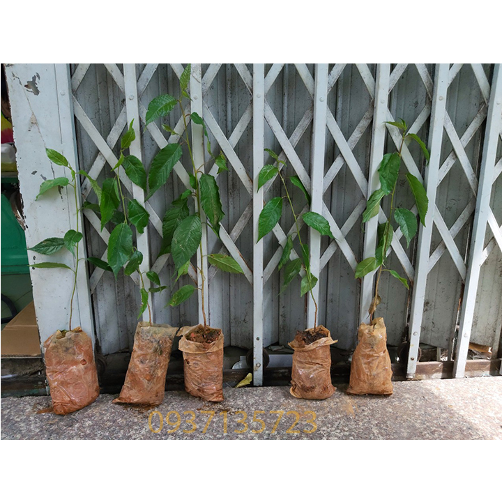 cây mai anh đào cây con [ cây giống ] .
