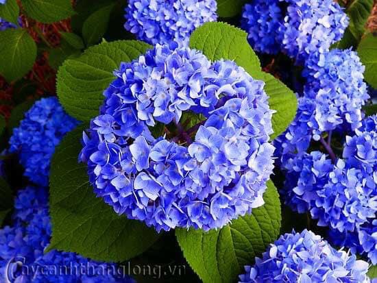 Hoa Cẩm Tú Cầu giống combo 5 cây đủ màu