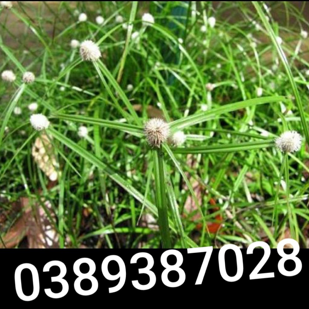 cỏ Bạc đầu,500g