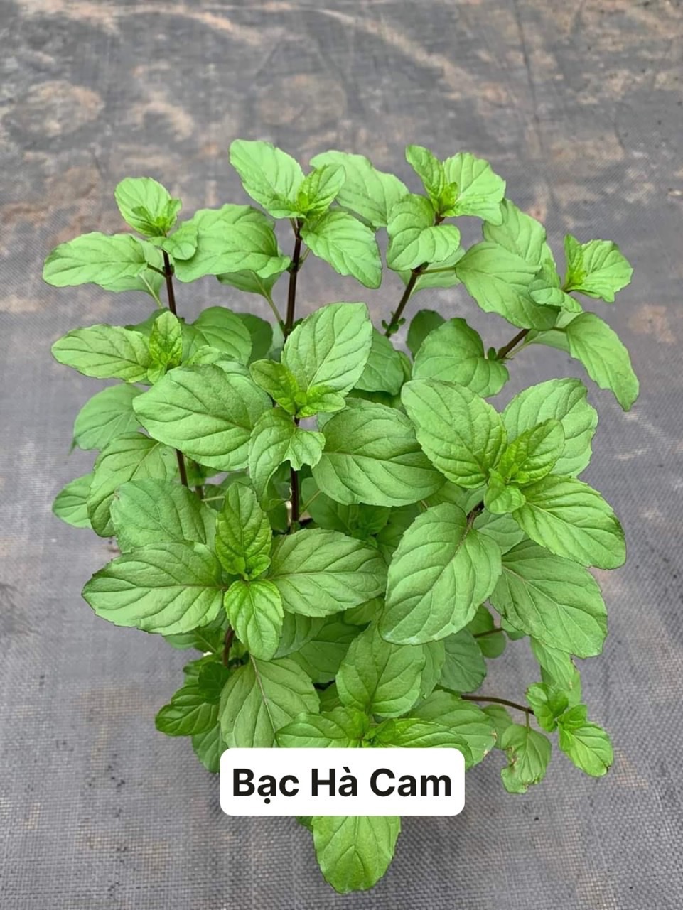 Cây bạc hà cam🍊- orange mint
