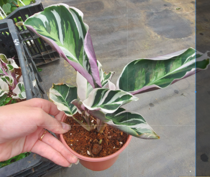 đuôi công cẩm thạch- calathea white fusion