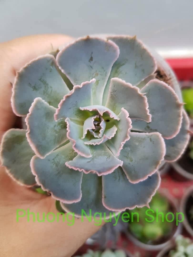 Sen Đá Bắp Cải