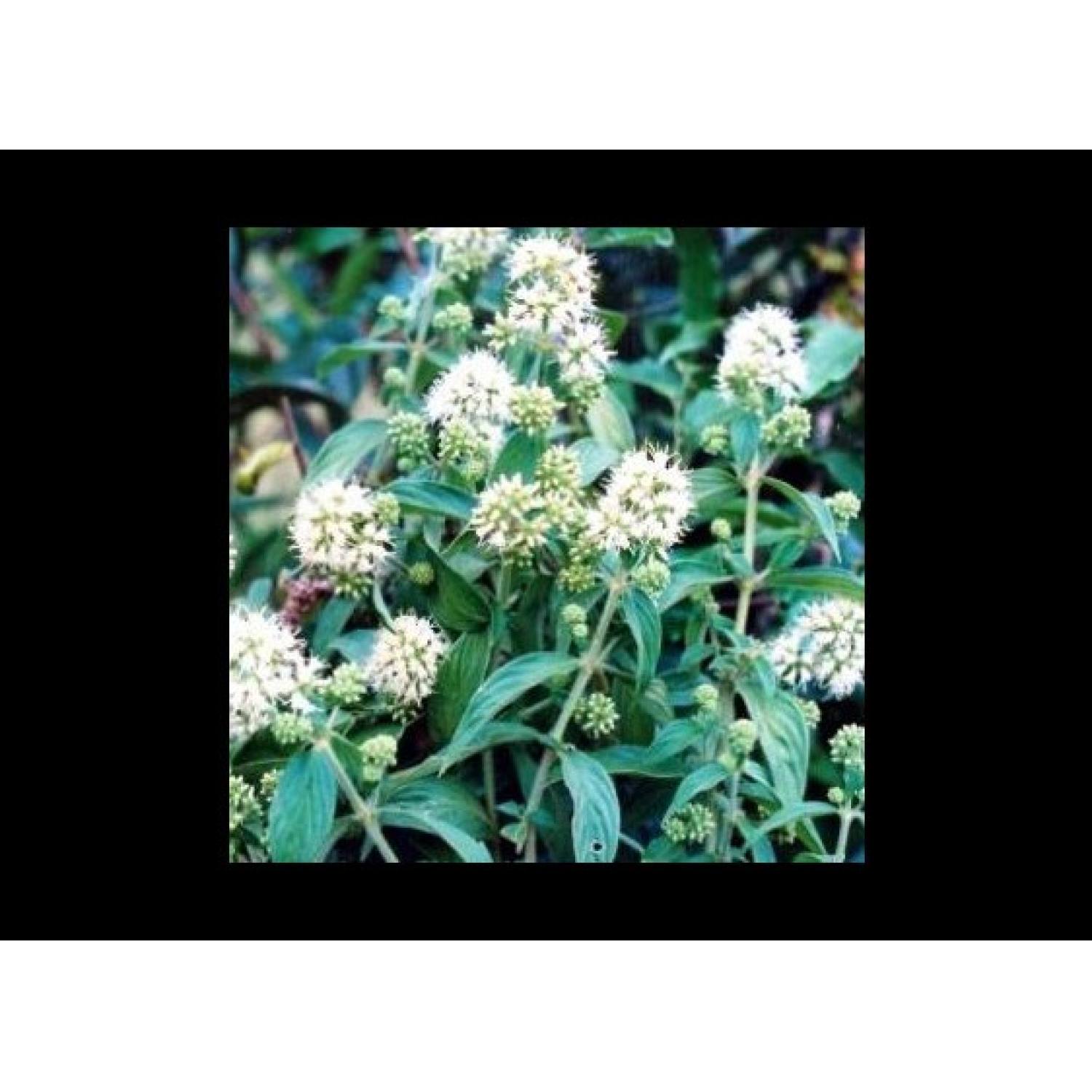 1kg Cây dạ cẩm khô hàng lᴏại 1