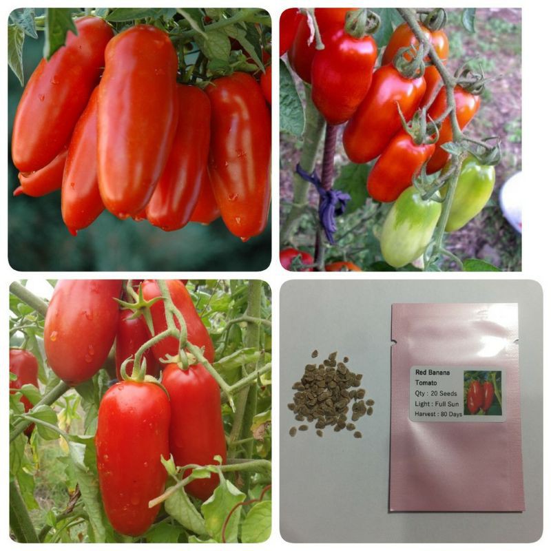 [ Siêu Hạt Giống ] (NK Mỹ) Hạt giống cà chua chuối đỏ F1 - 10 hạt