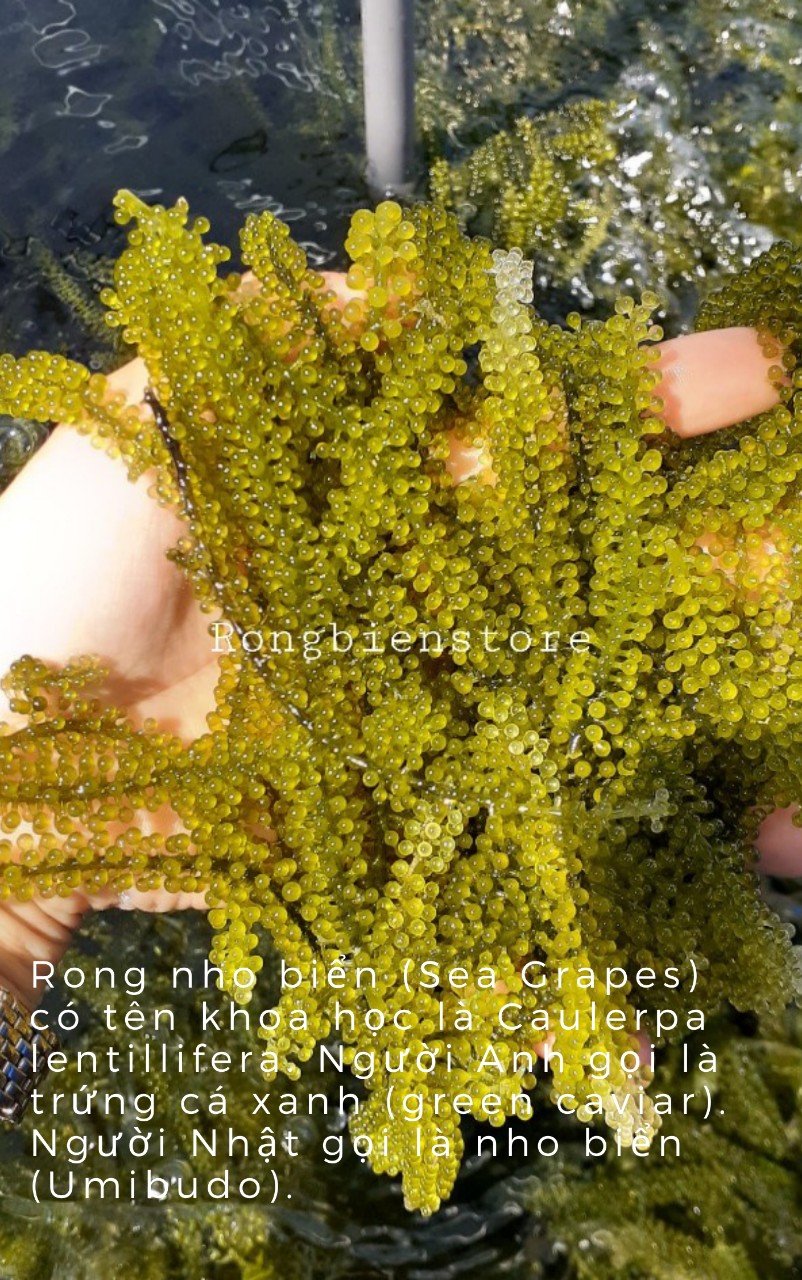 Rong Nho Tách Nước gói 200gr [tặng 2 gói Xốt Mè Rang]