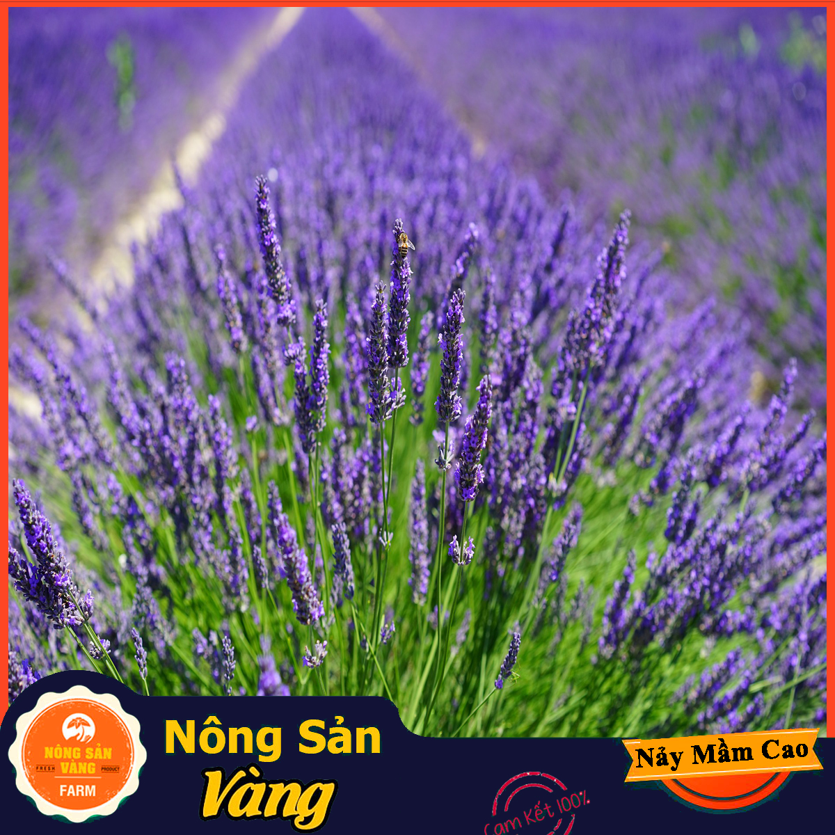 Lavender seeds, cool climate, Zenith and very secret smell (pack of 50 seeds)-shallow gold