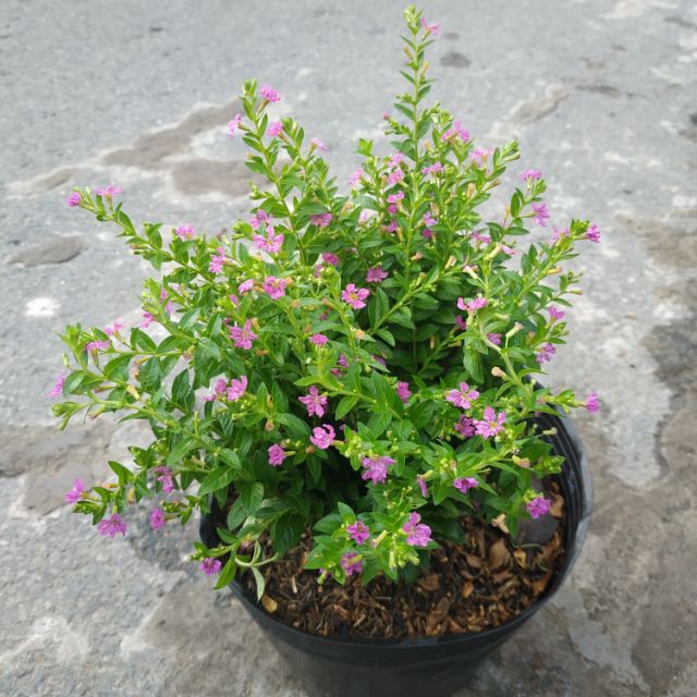 Cây Cẩm Tú Mai - Cây cảnh mini- caykiengsadec