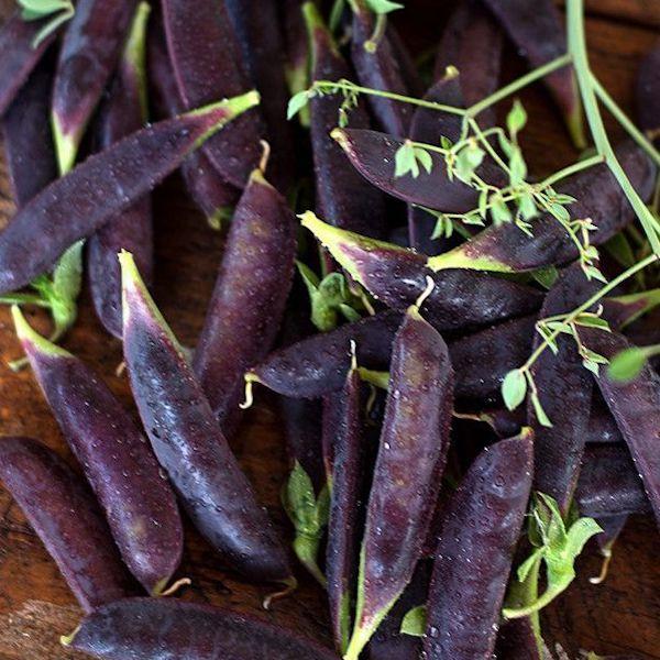 Purple pea seeds - Sale Off