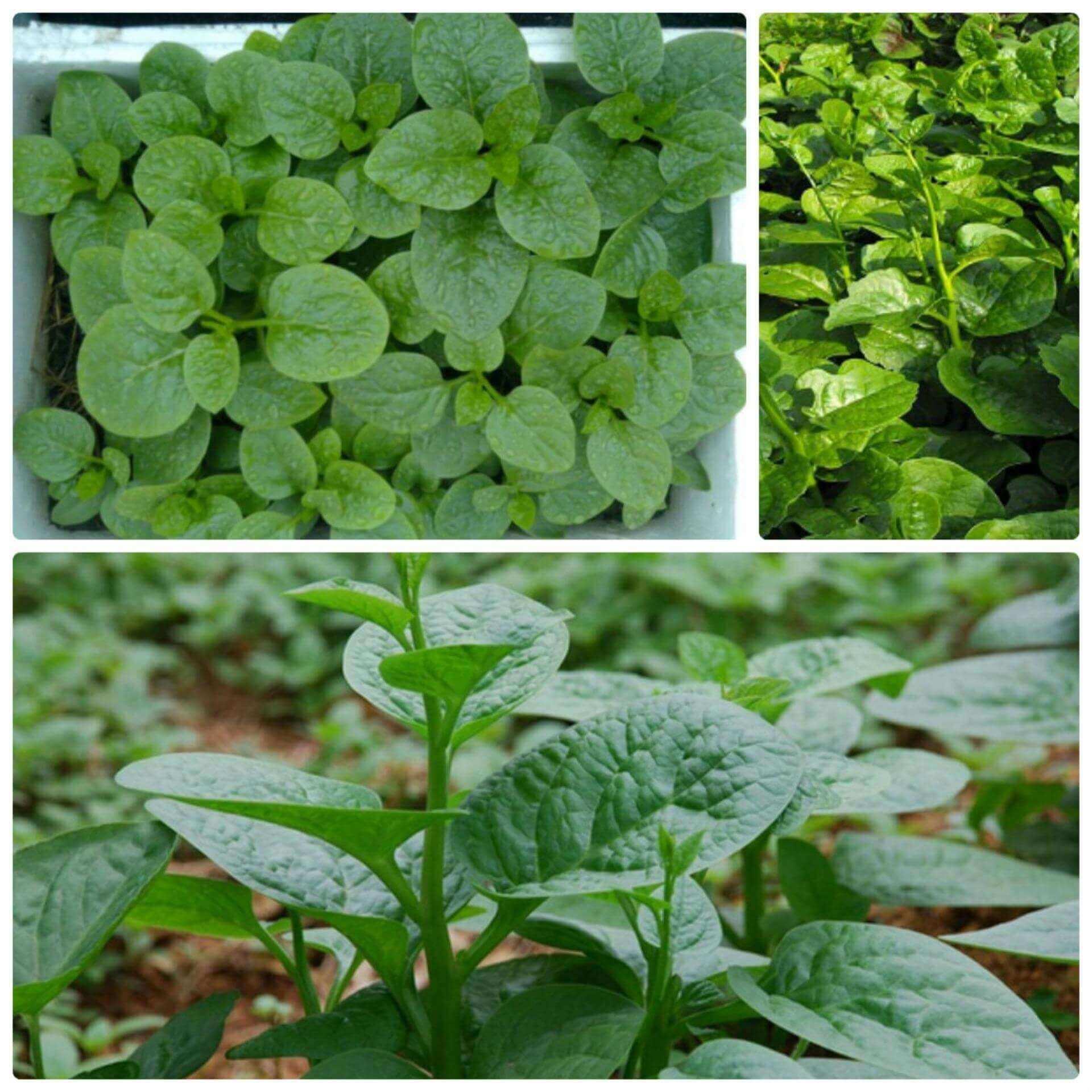 HẠT GIỐNG RAU MỒNG TƠI NHẬT 10g