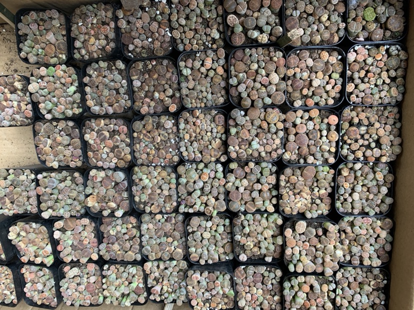 Thạch lan. Sen mông. Lithops