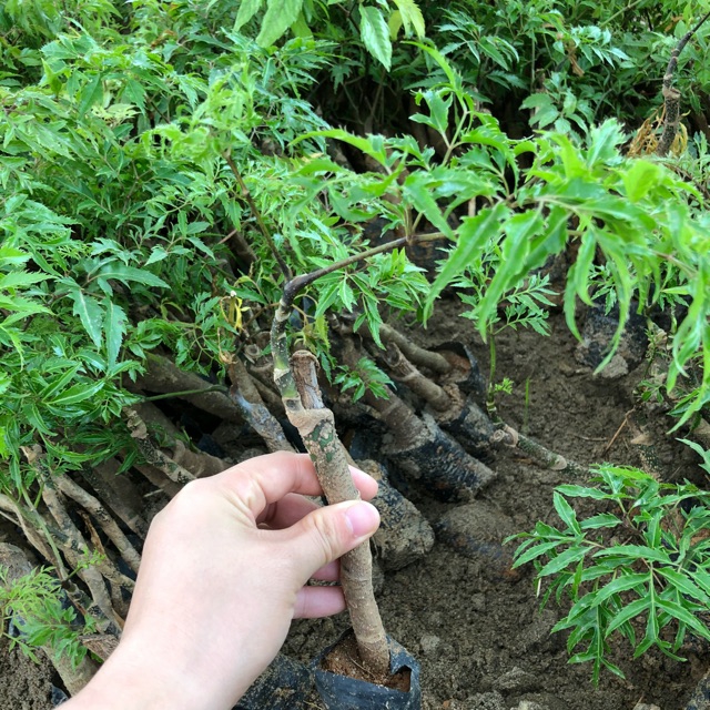 [HCM]Nón bảo hiểm Nón Sơn ( Màu Ngẫu Nhiên ) Greennetworks