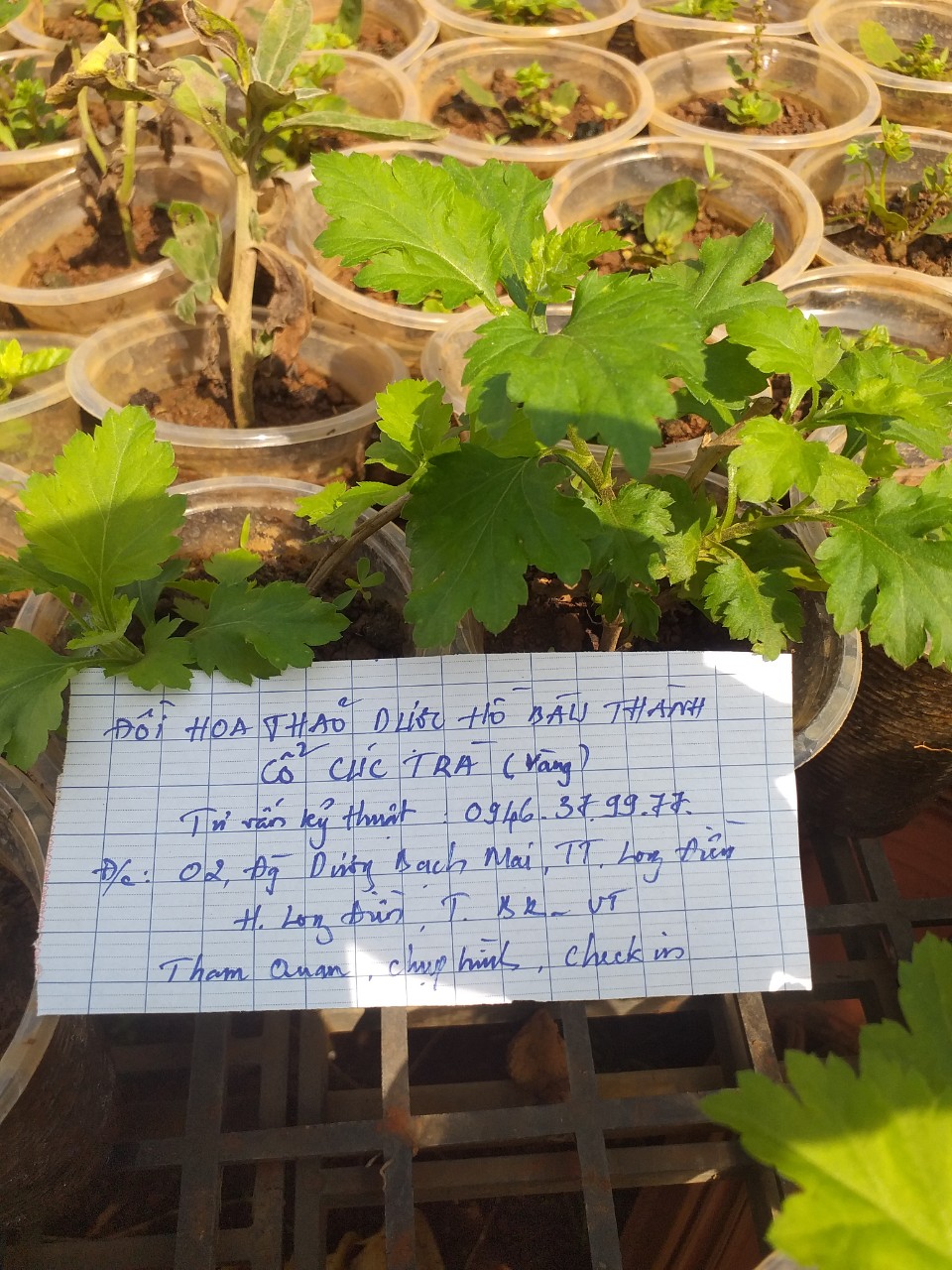Cây giống hoa Cúc làm trà (cúc cổ, cúc kim, cúc chi vàng, bạch cúc)