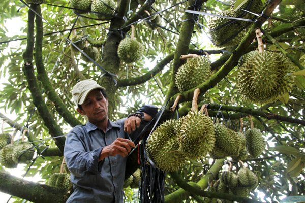 Giống cây sầu riêng ri6