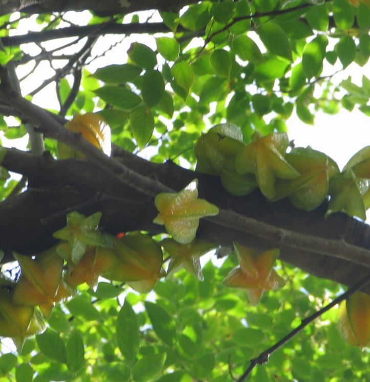 Hạt Giống Khế NGọt Siêu Quả - gói 5 hạt