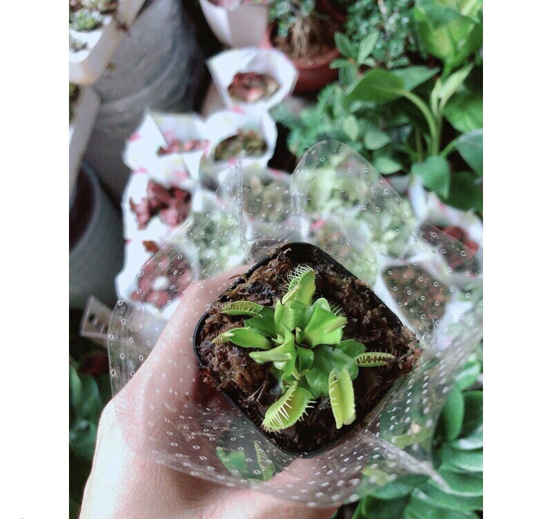 Cây bẫy kẹp con , bẫy ruồi non mới mọc
