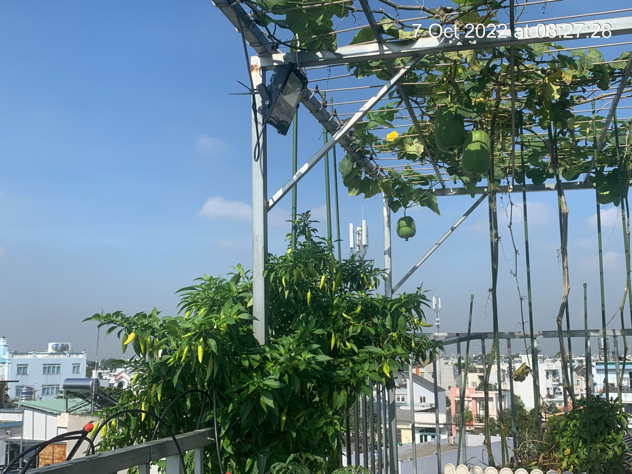 Phân trùn quế Sfarm Đặng gia trang gói 2kg