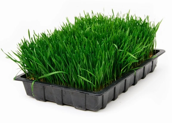 hạt giống mầm lúa mạch Phú Nông gói 100g