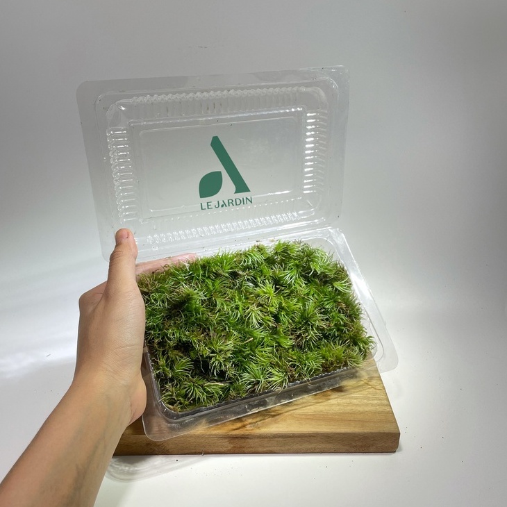 Rêu Cỏ Mây set bình terrarium, gắn lũa, đá hồ bán cạn